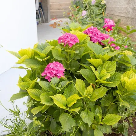 Apartament Latkovic Zaostrog